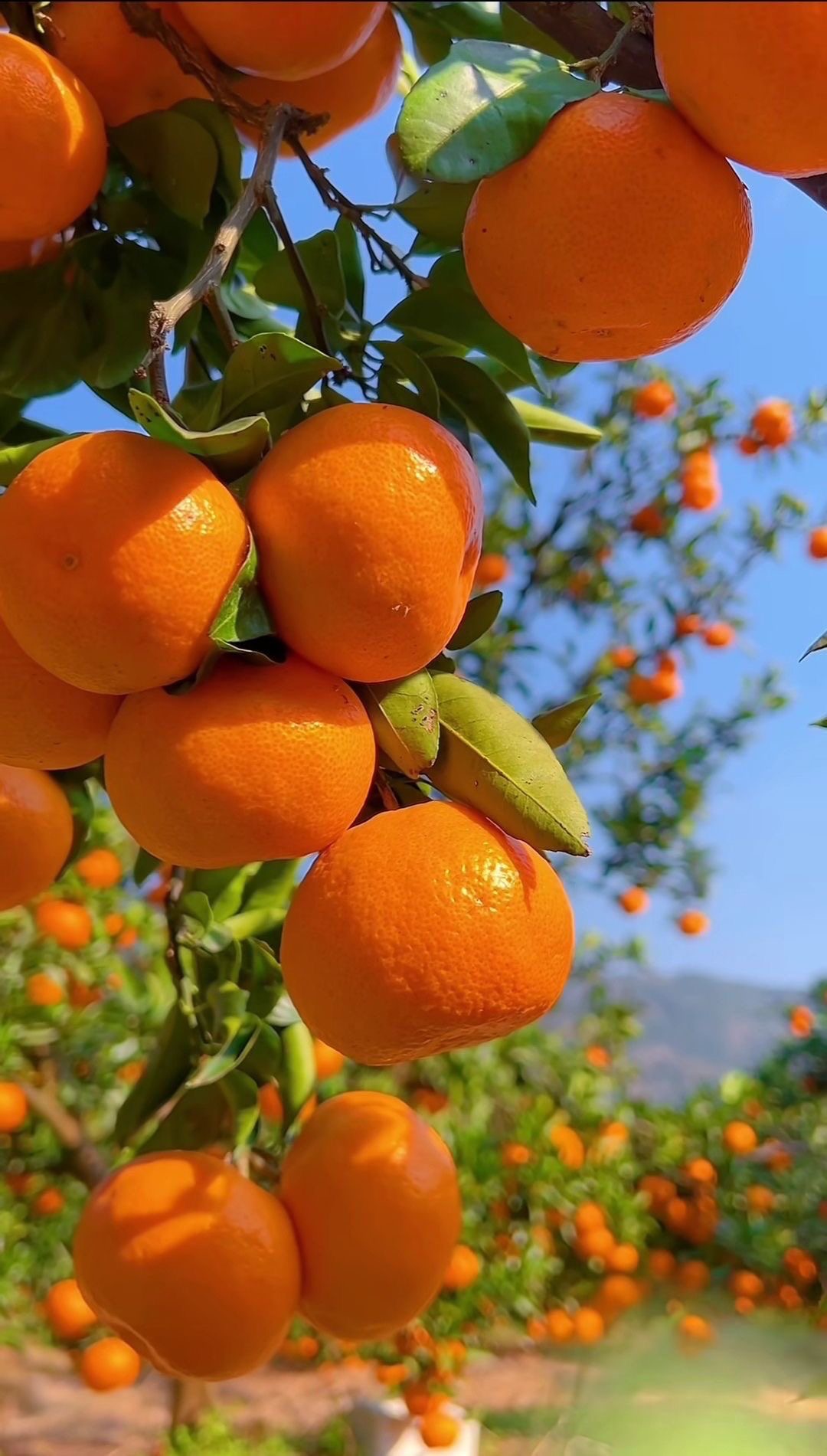 mango