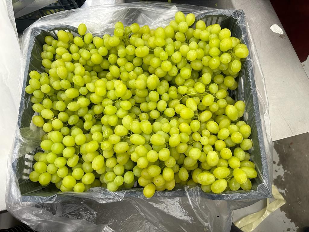 Export Quality