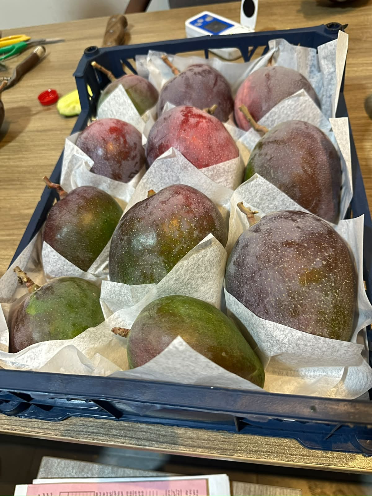 Mango 2026