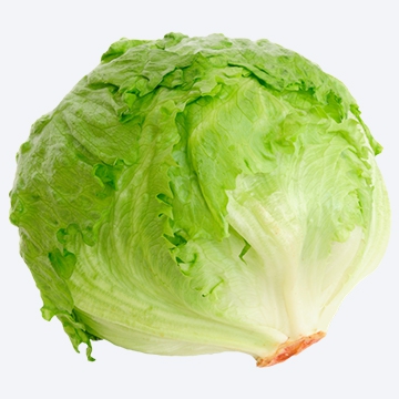 Lechuga Iceberg