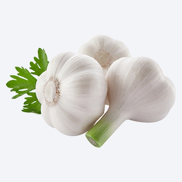Garlic